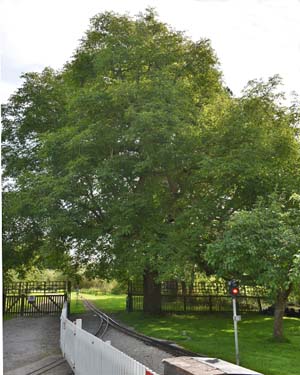 Juglans regia