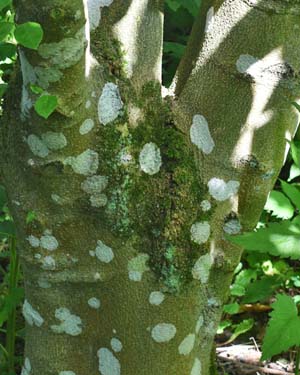 Magnolia Loebneri