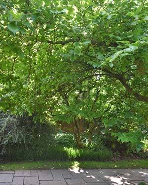 Magnolia Soulangeana