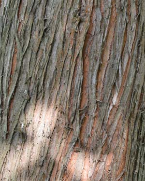 Metasequoia glyptostroboides