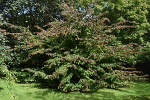 Persian ironwood