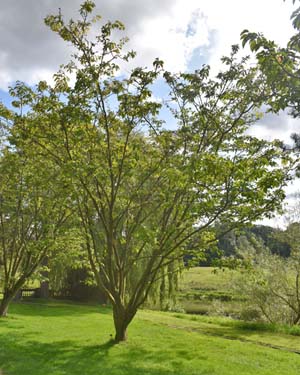 Prunus sargentii