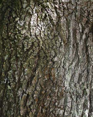 Quercus frainetto