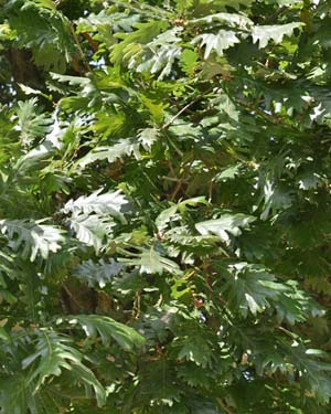 Hungarian oak