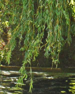 Weeping willow