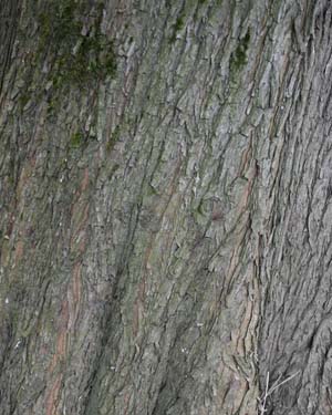 Swamp cypress
