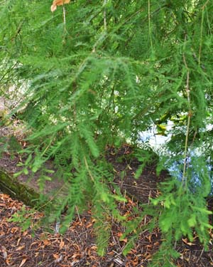 Taxodium distichum