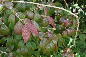 Viburnum plicatum