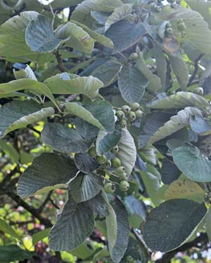 Sorbus thibetica