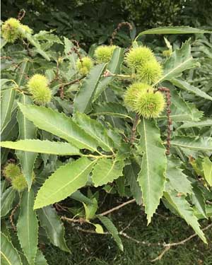 Chestnut leaf and case