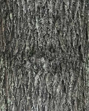 American Black Walnut