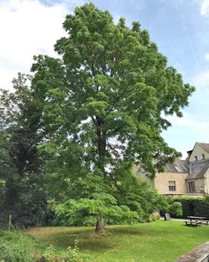 American Black Walnut