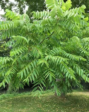 American Black Walnut