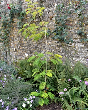 Albizia julibrissin