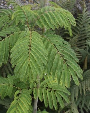 Albizia julibrissin