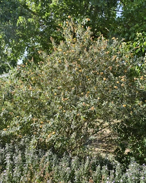 Buddleia globosa