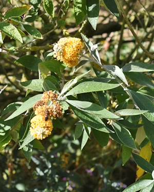 Buddleja globosa