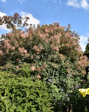 Cotinus coggygria