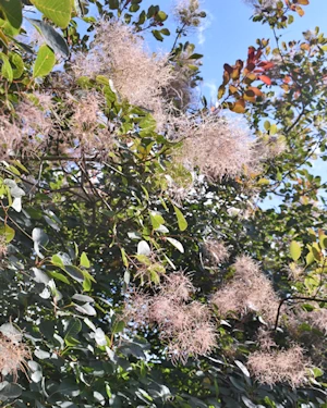 Cotinus coggygria
