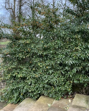 Cotoneaster Rothschildianus