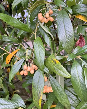 Cotoneaster Rothschildianus