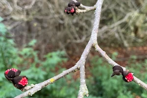 Parrotia persica, Nunnington Hall