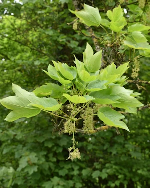 Sycamore