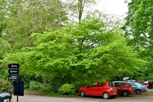 Hornbeam