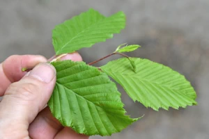 Hornbeam bracts