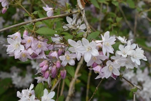Deutzia