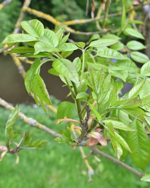 Fraxinus ornus leaf
