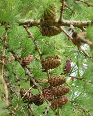 Larch