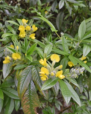 Piptanthus nepalensis, Nunnington Hall
