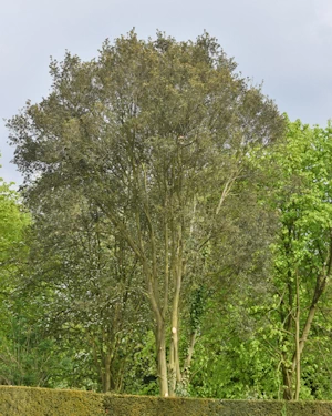 Holm oak 