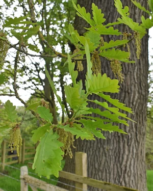 Oak leaves