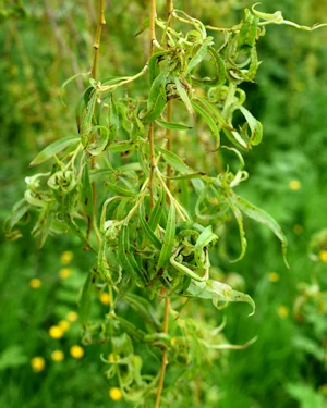 Salix babylonica