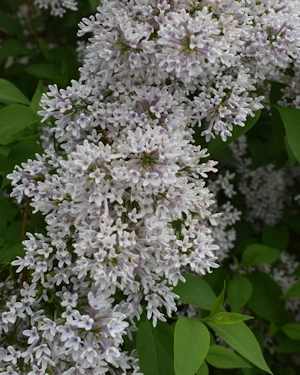 Lilac