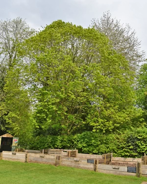 Lime tree