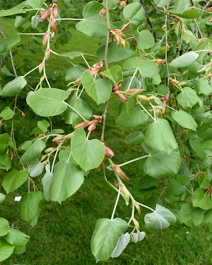 Lime tree