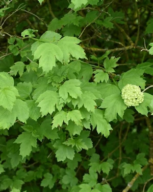 Viburnum opulus roseum