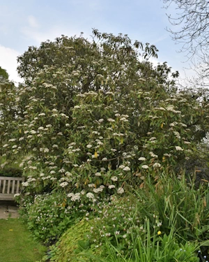 Viburnum rhytidophyllum