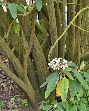 Viburnum rhytidophyllum