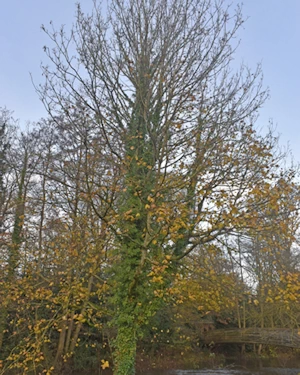 Acer pseudoplatanus