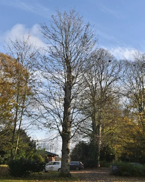 Sycamore