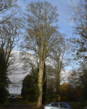 Acer pseudoplatanus