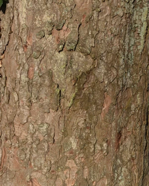 Sycamore