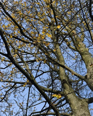 Sycamore