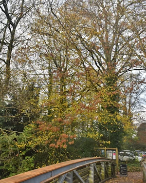Hornbeam
