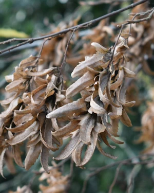 Hornbeam bracts