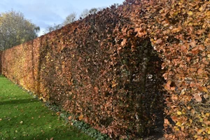 Beech hedge
